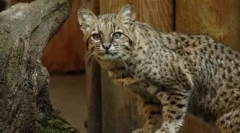 Joffra cat: little south american beauty